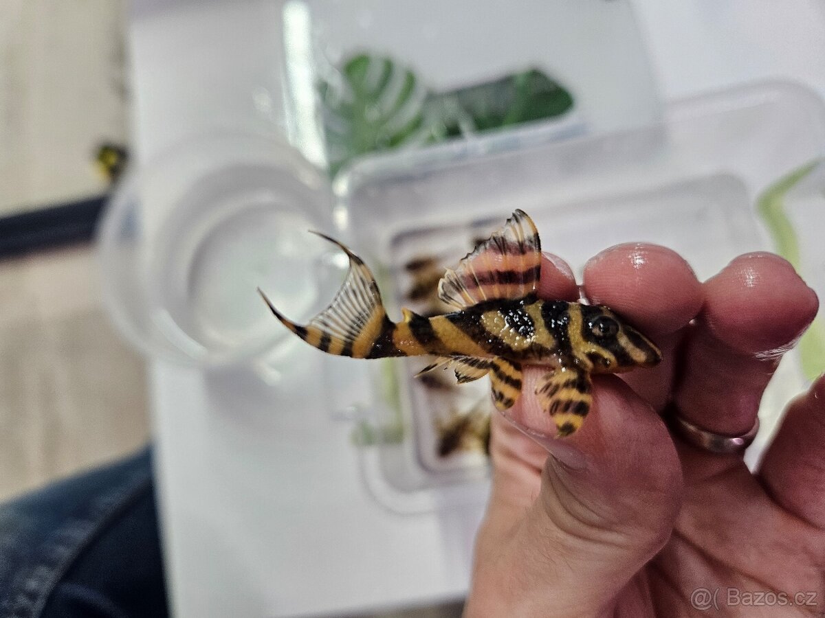 L 333 Gold line AAA - odchov - 8