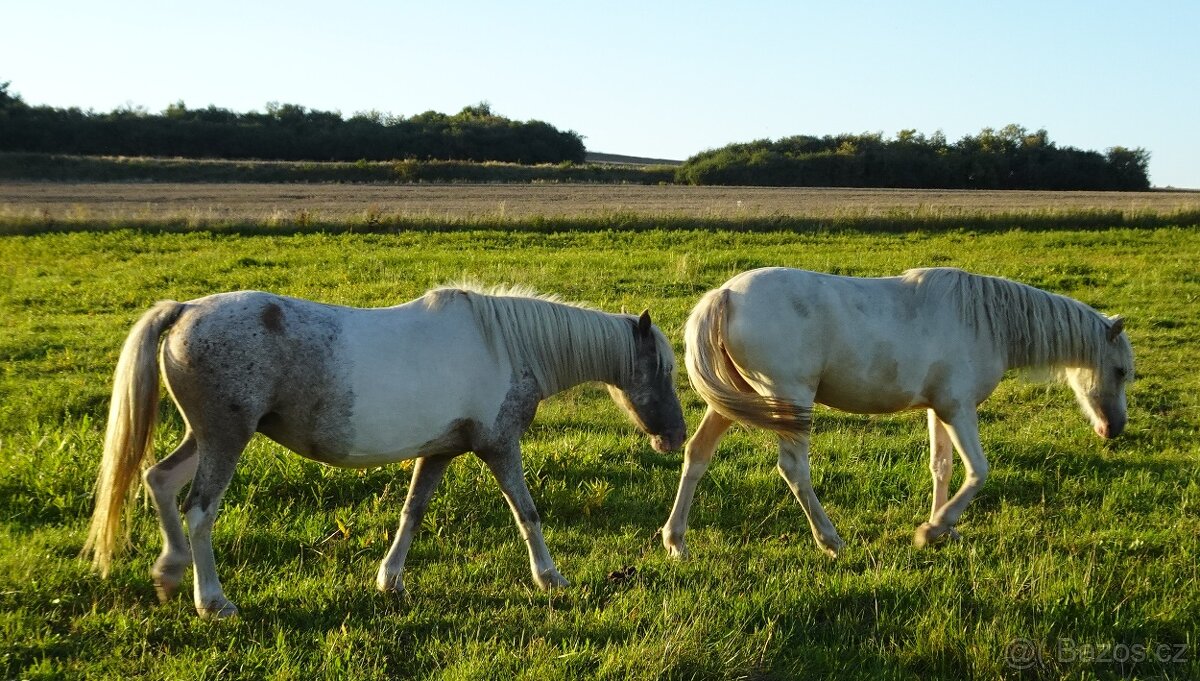 Prodám klisnu WPBr s PP, - 8