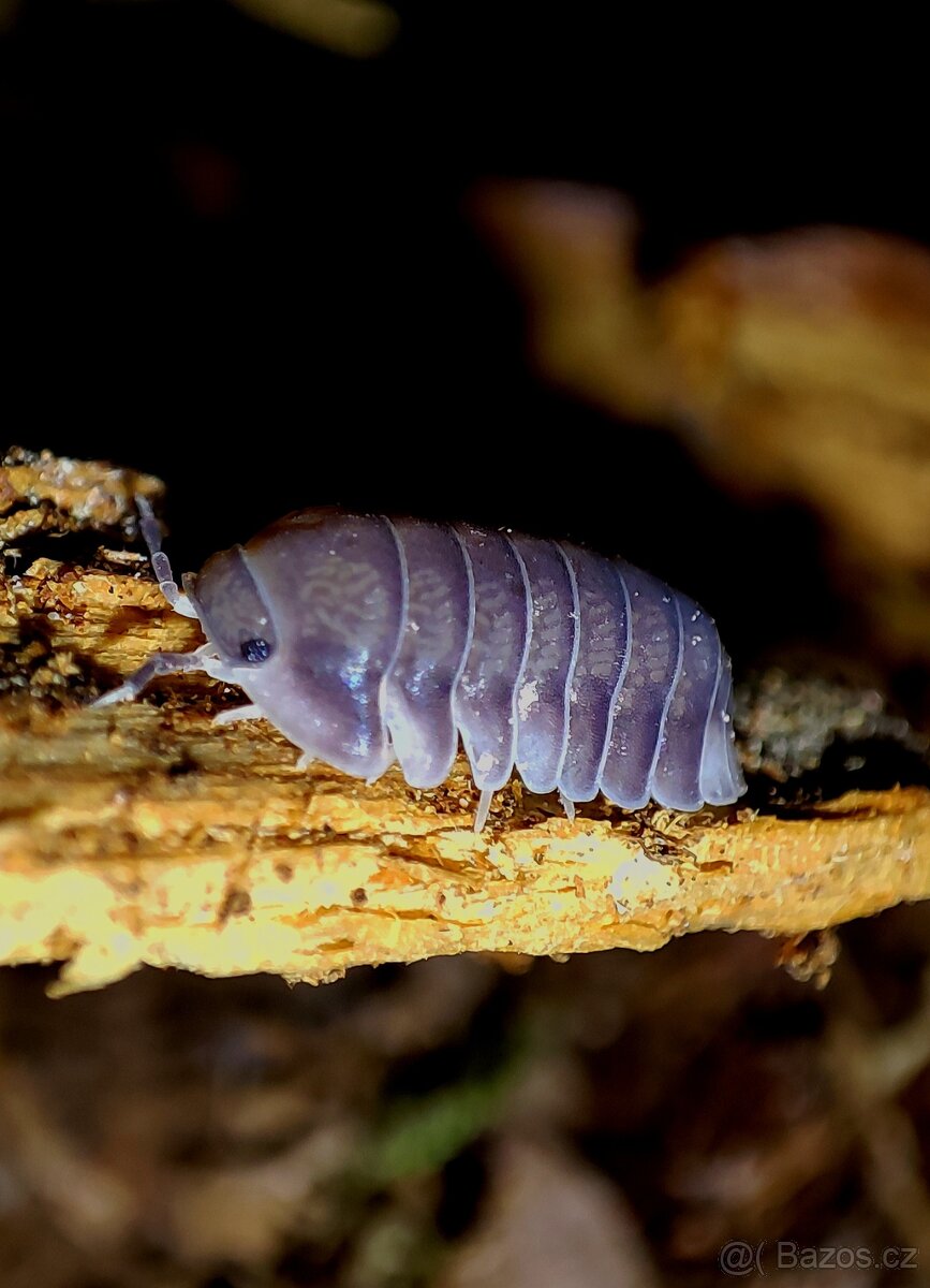 ISOPODY, CHVOSTOSKOCI, STRAŠILKY - 8