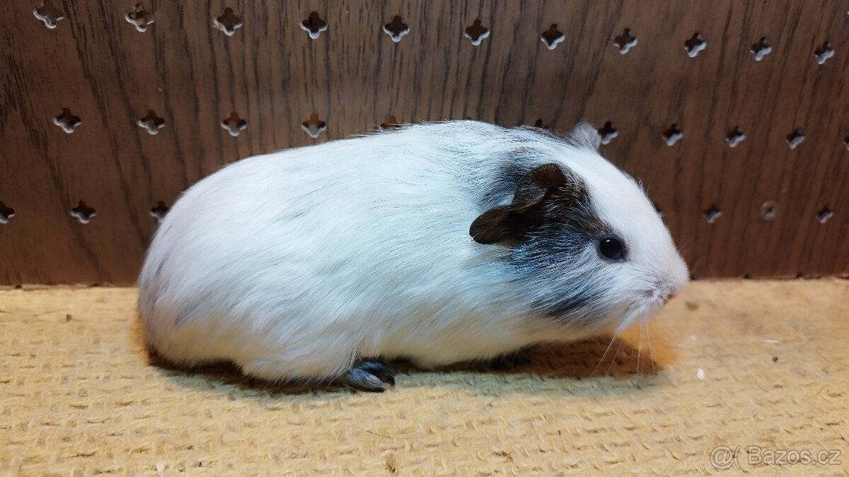 Morčata - morče dalmatin - 8