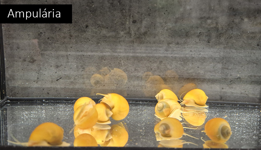 Neonky, kardinálky, gupky, pancéřníčci, ancistrusi, šneci - 8