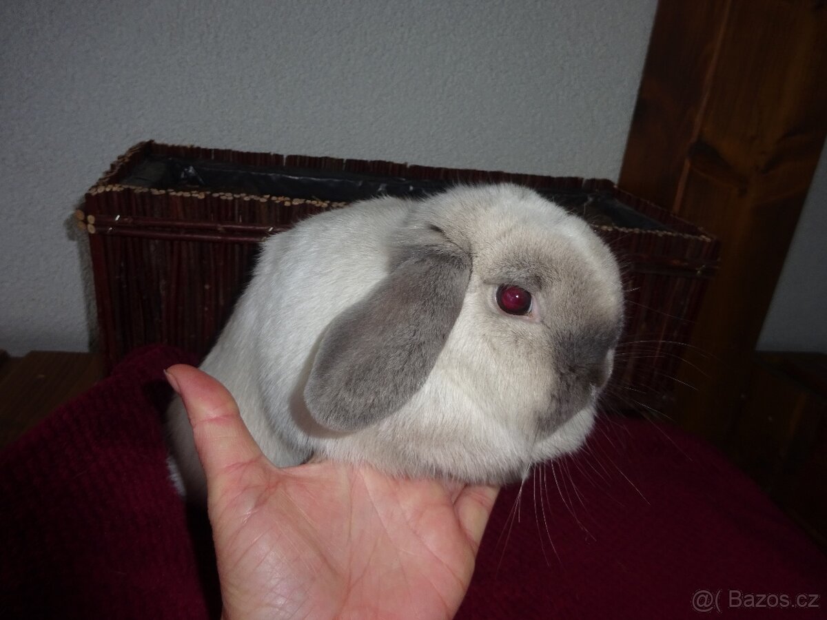 Minilop - samička - 8