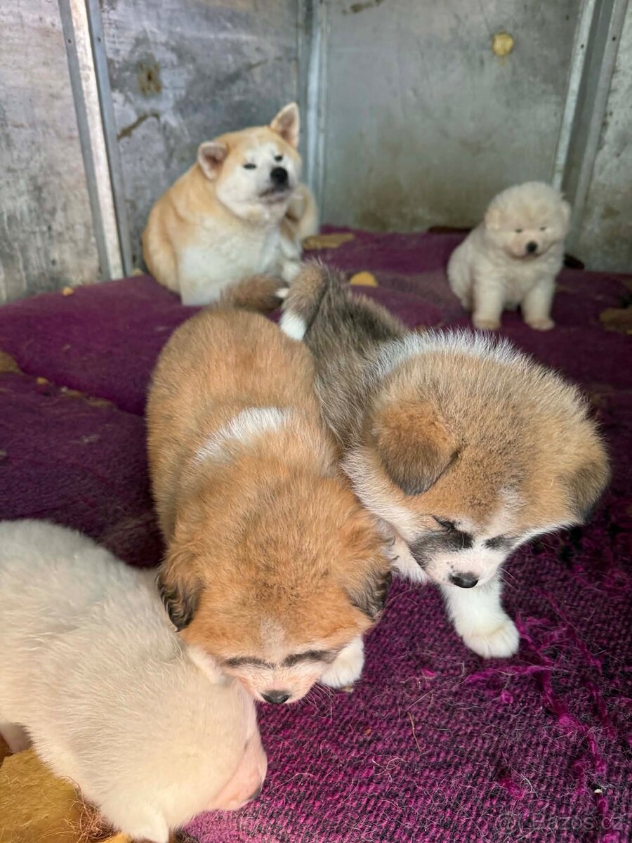 Štěňata Akita inu - 8