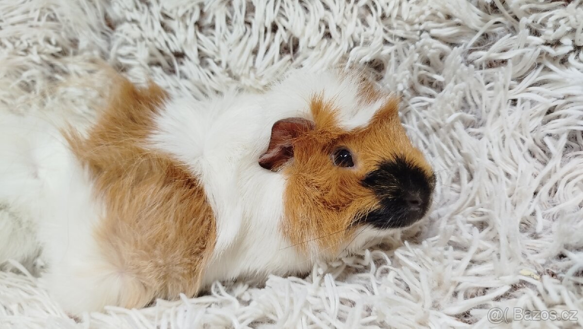 Morče, Morčata, Morčátko, Morčátka - DARWIN A MERLIN - 8