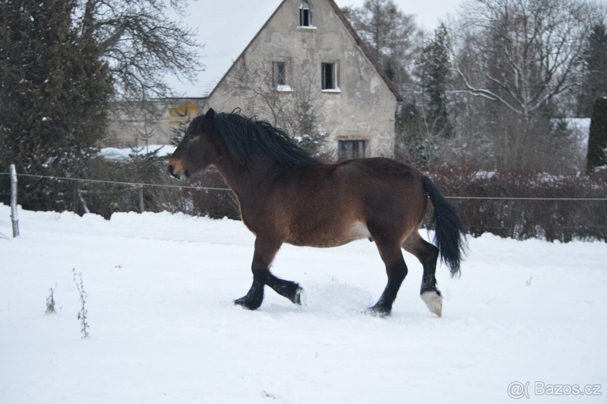 Prodám norického valacha - 8
