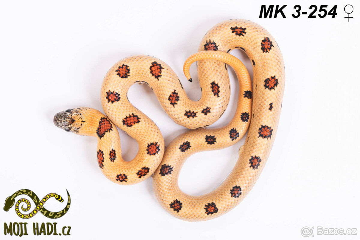 Lampropeltis MAGMAKING - 8