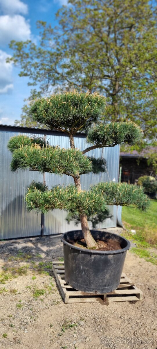 Tvarované borovice přímo od pěstitele. Velké bonsaje - 8