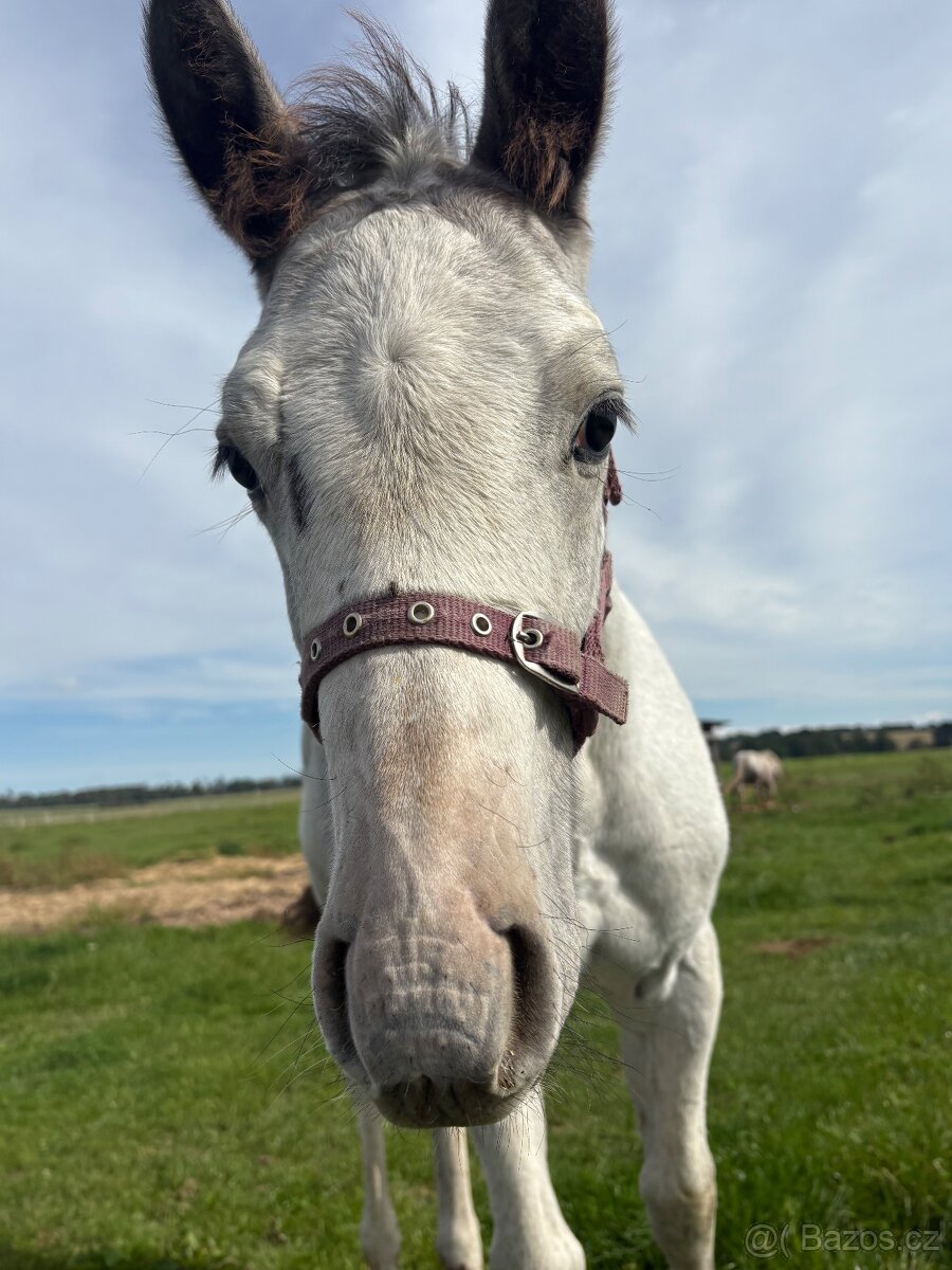 Hřebeček Appaloosa - 8
