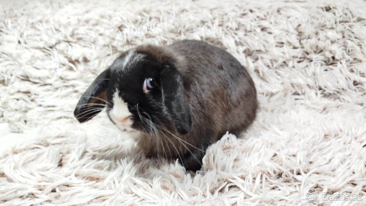 Zakrslý beránek, králíček, králík - LADY - 8