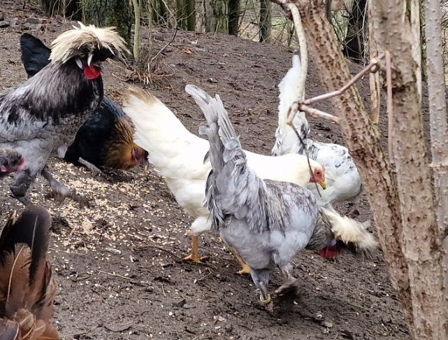 Kohouti Holanďanky, Hedvábničky - 8