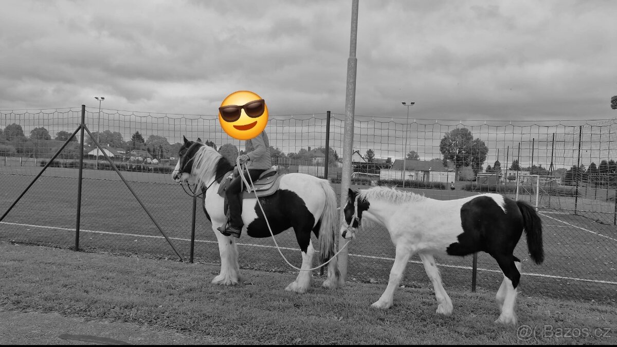 Hřebeček Irský Cob, Irish Cob - 8