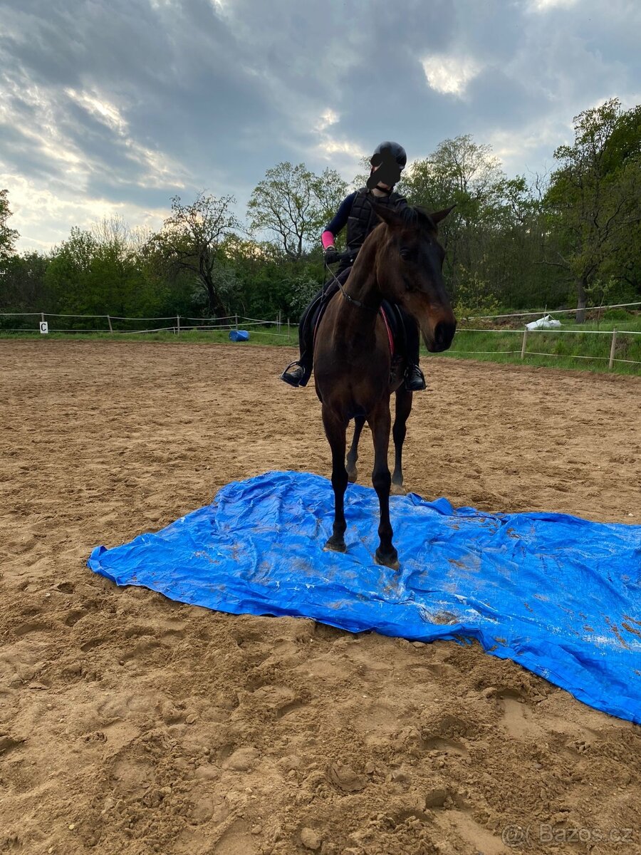 Zdravá sportovní Klisna 14 let - 8