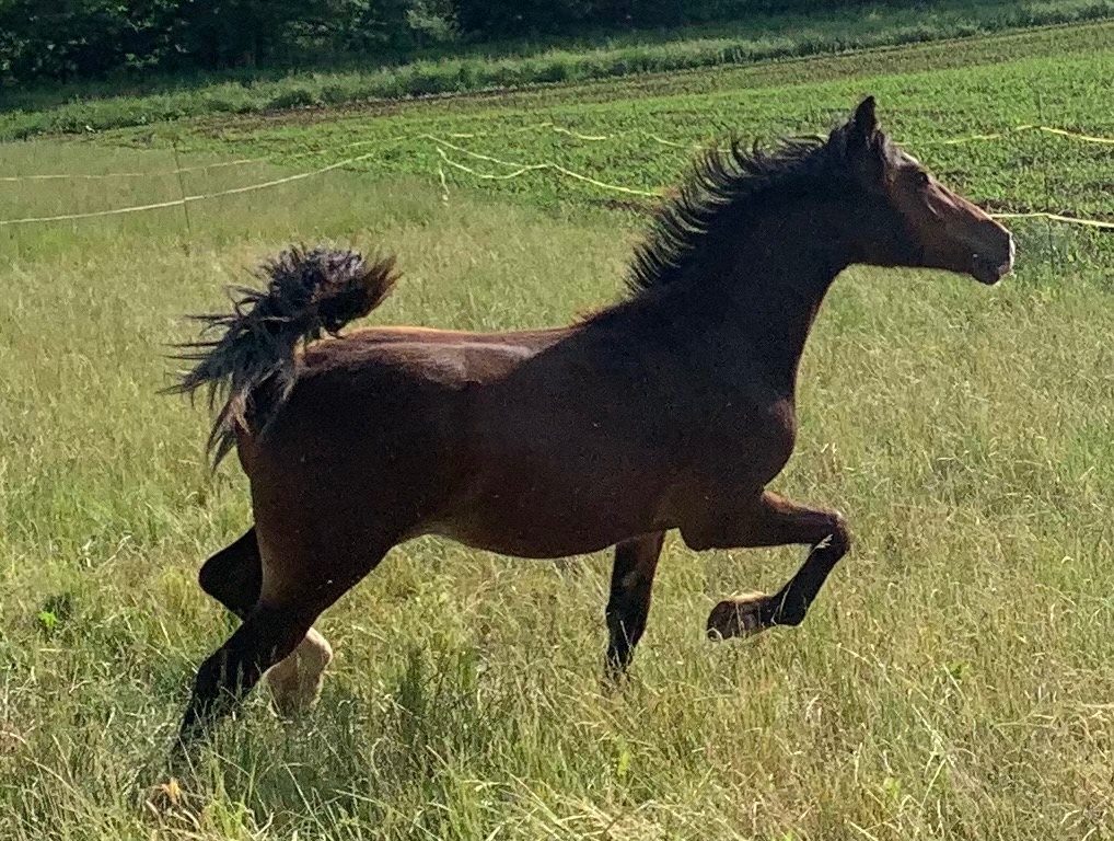 Welsh pard Bred malý sportovní kůň - 8