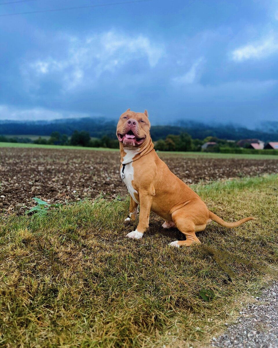 Krytí American Bully XL s PP - 8