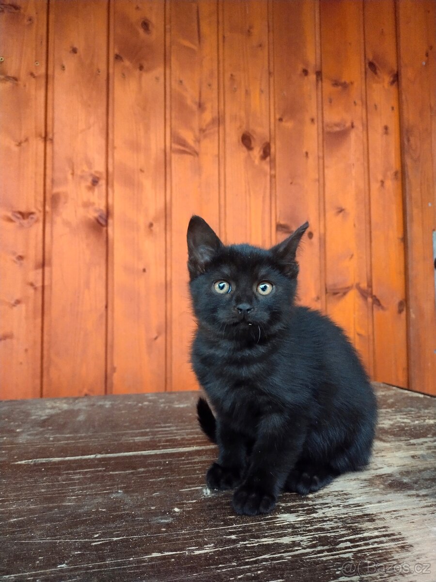 Kočka domácí - 8