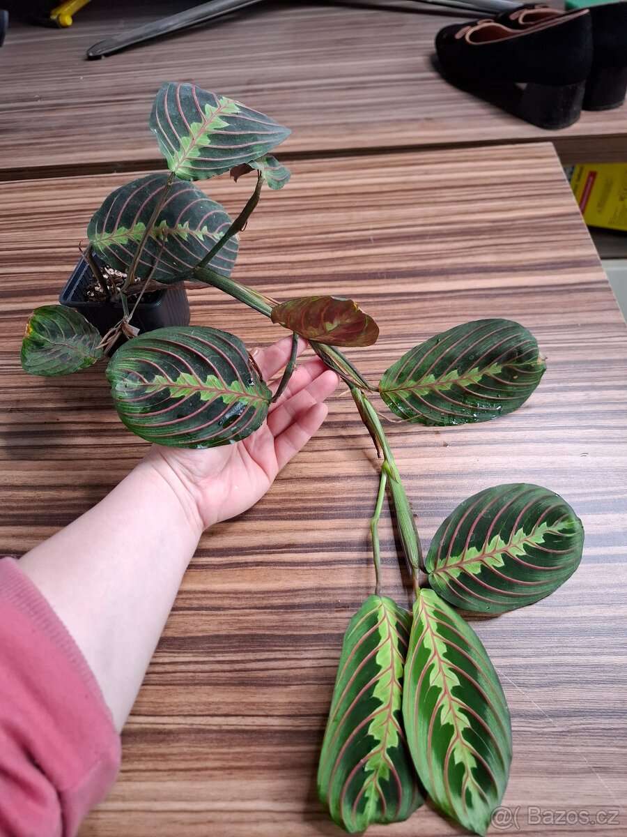 Sada rostlinek - 333 Kč/ 4 kusy - 8