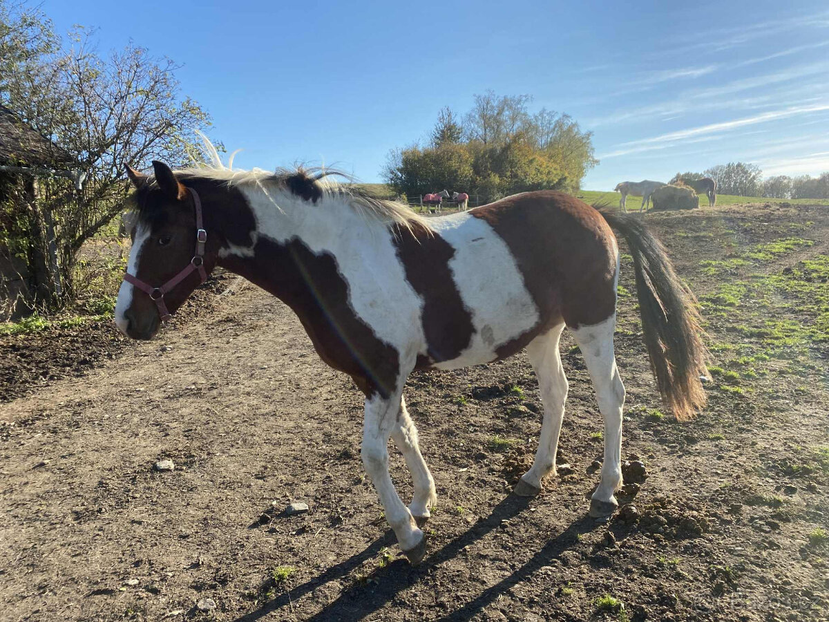 Klisna BAROC PINTO - 8