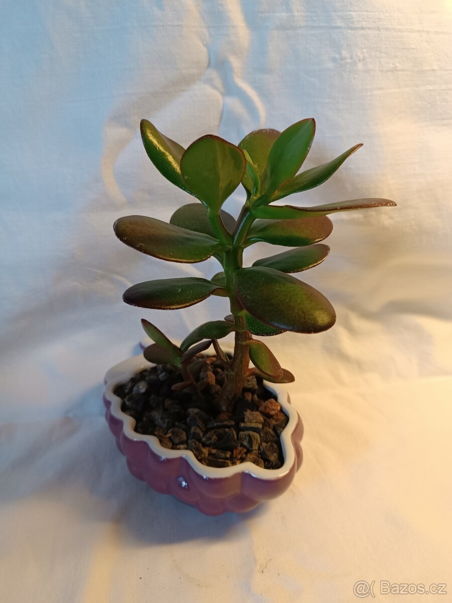 Tlustice - pokojové rostliny včetně květináčů - 8