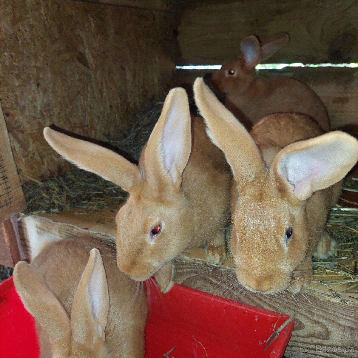 Samičky BU na chov - 8