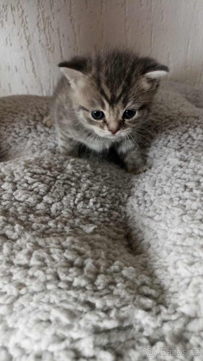 Britská whiskas kočička s PP - 8
