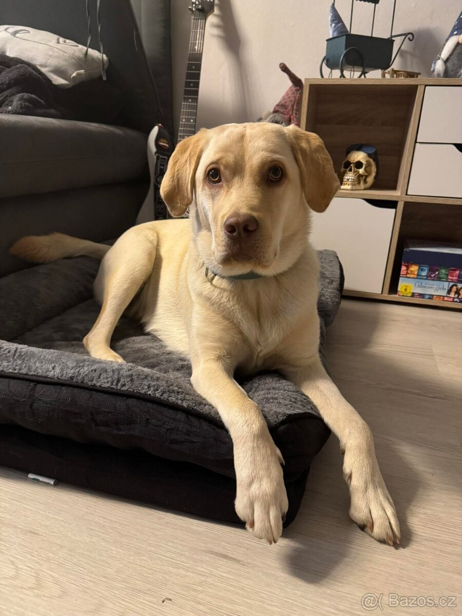 Stěně Labrador X Lovecký Pes - 8