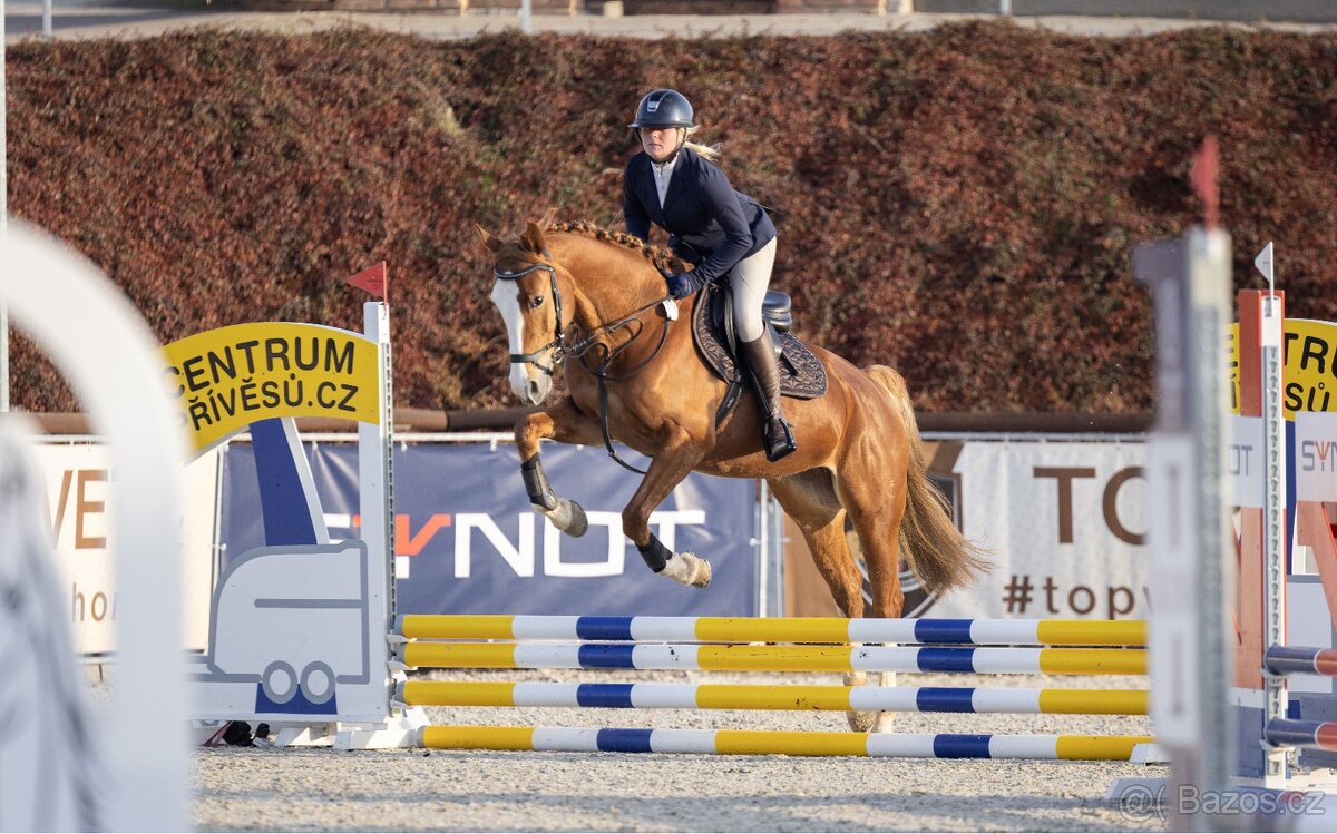 Prodám krásnou klisnu. - 8