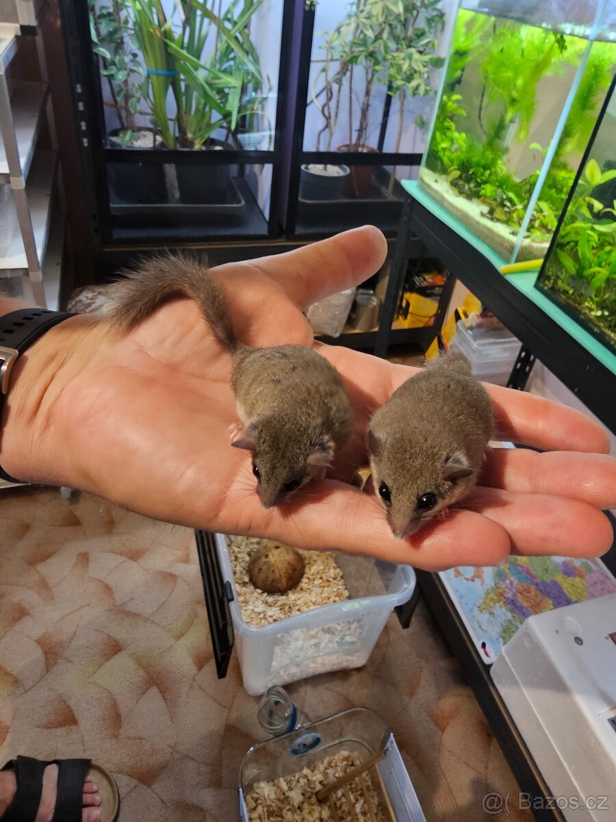 Plšík africký s bydlením... - 8