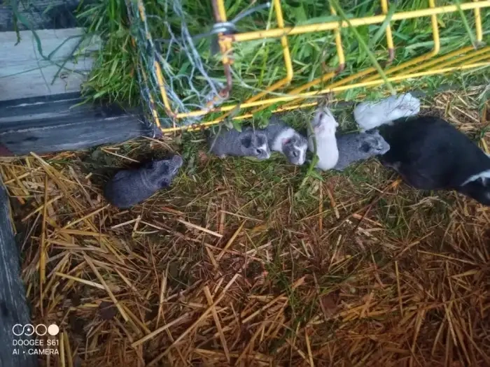 Obří Cuy morčata Doležal świnka morska Meerschweichen - 8