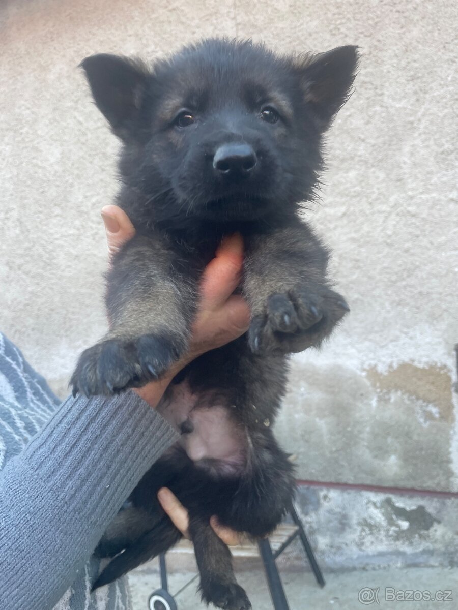 Německý ovčák - 8