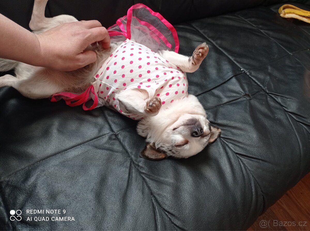 🐾Čivava maminka Marilyn a její dcera Barbie - 8