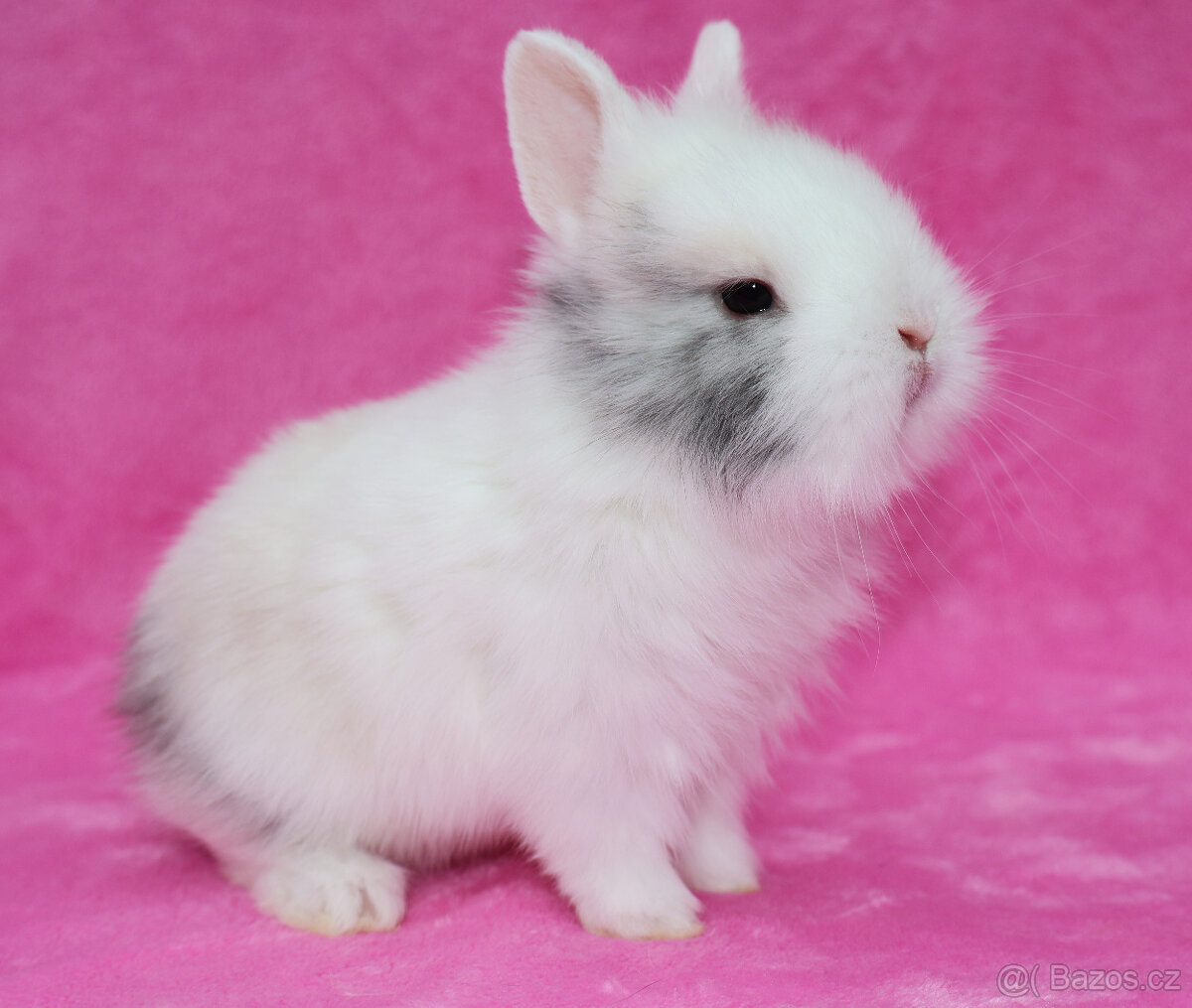 Zakrslý krátkouchý králíček lvíček. Sameček - 8