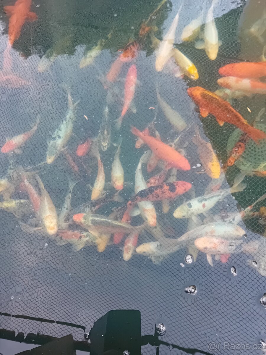 Koi kapr - 8
