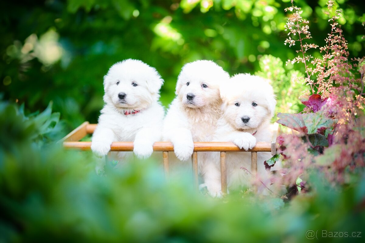 Maremma Sheepdog - Maremmansko Abruzský pastevecký pes - 8