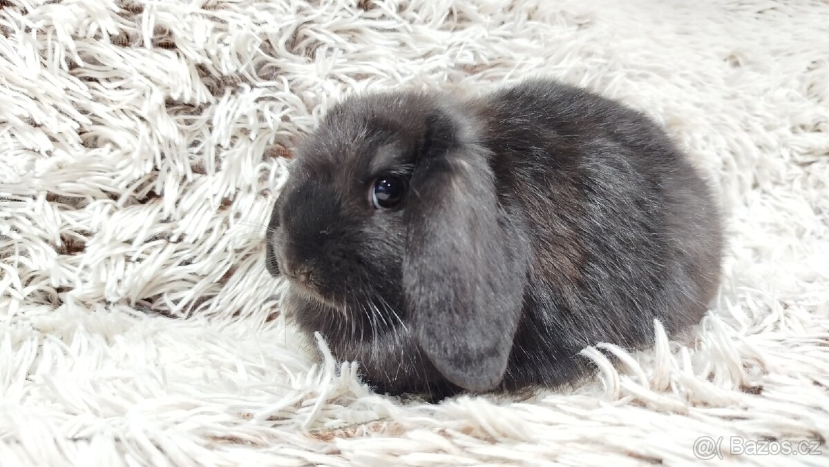 Zakrslý beránek, králíček, králík - BRUNO - 8