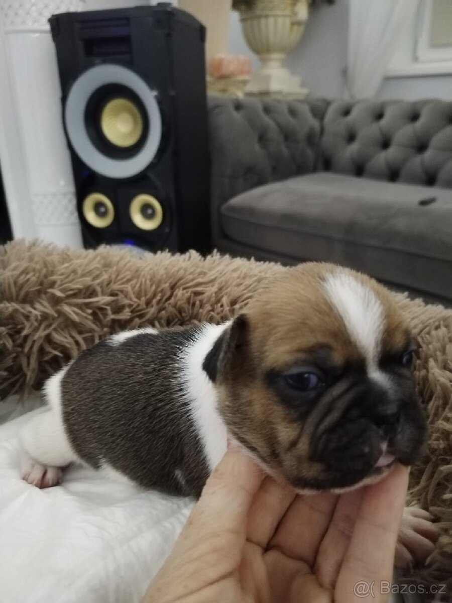 Francouzský buldoček - 8