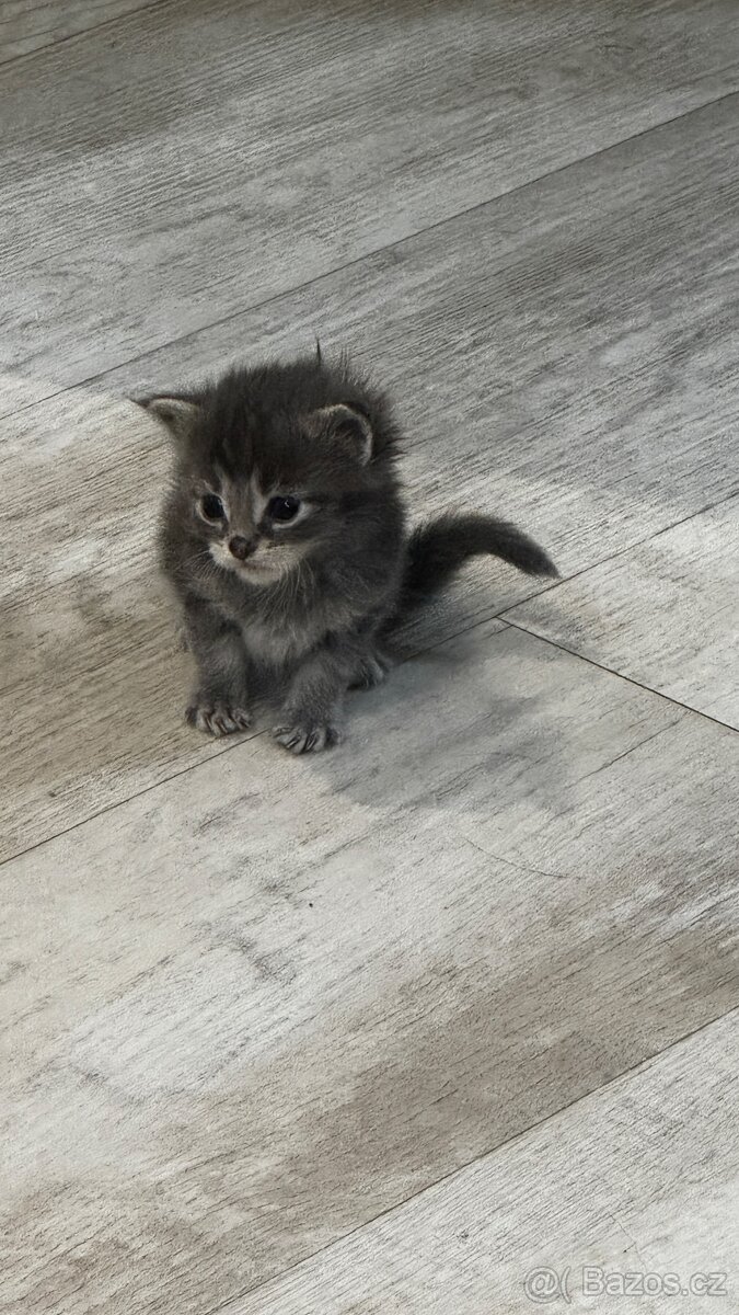 Mainská mývalí - 8