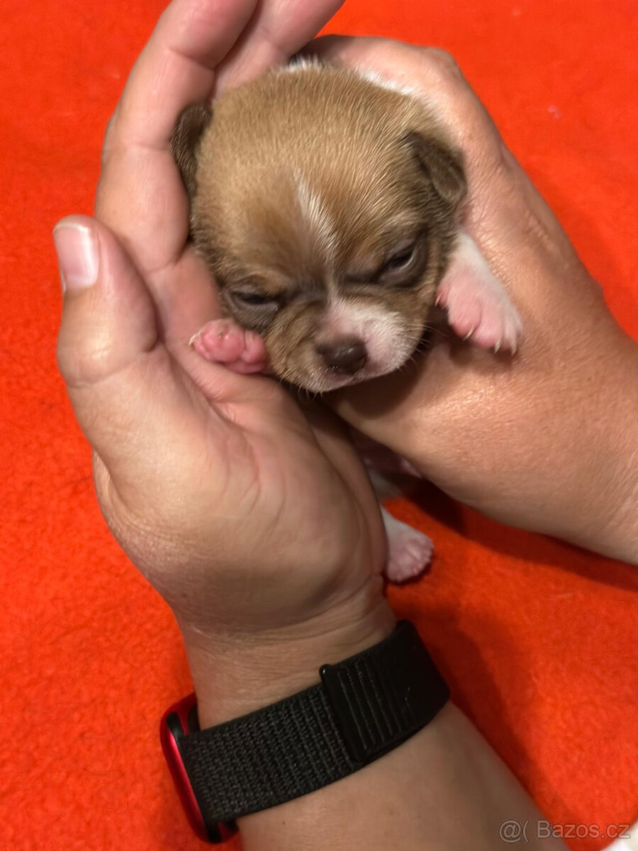 Čivava s PP, krásná štěňátka k odběru. - 8