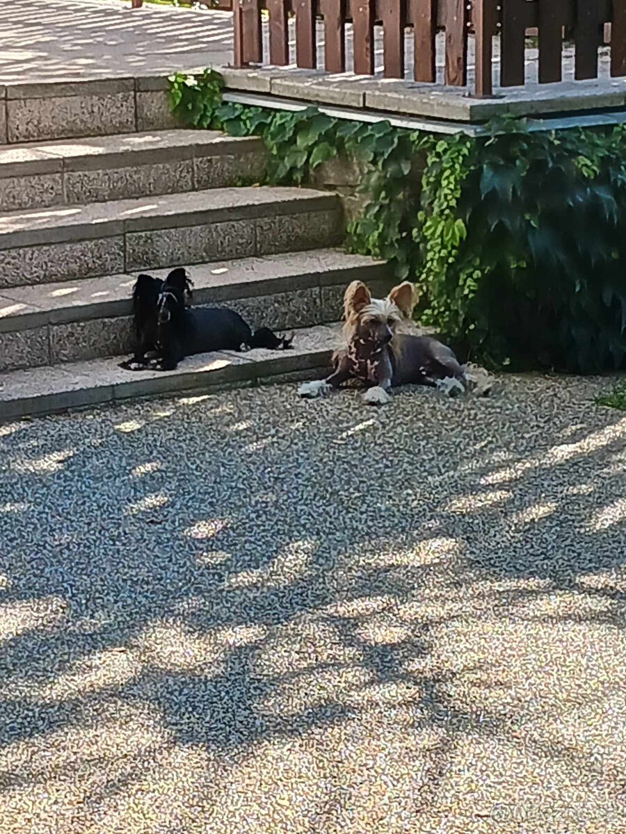 Čínský chocholatý pes osrstěný (labutěnka) pejsek s PP - 8