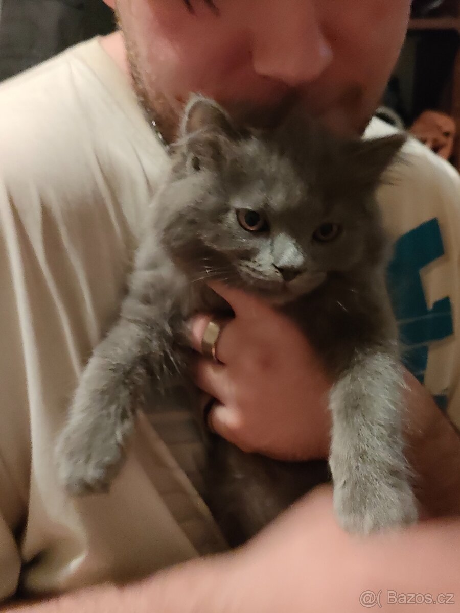 Prodej Britských kotatek - 8