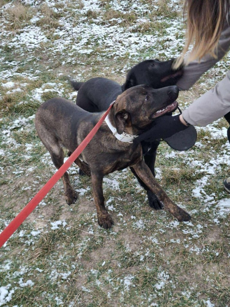 2 fenečky štěňátka - 8