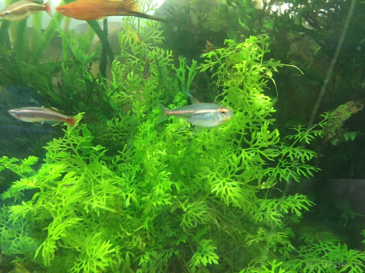 Prodám levně ryby a vodní rostliny - 8