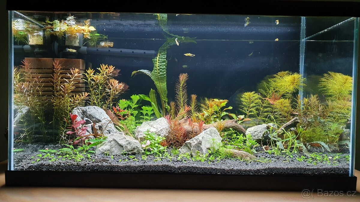 Set akvarijnich rostlinek pro 60l akvarium - 8