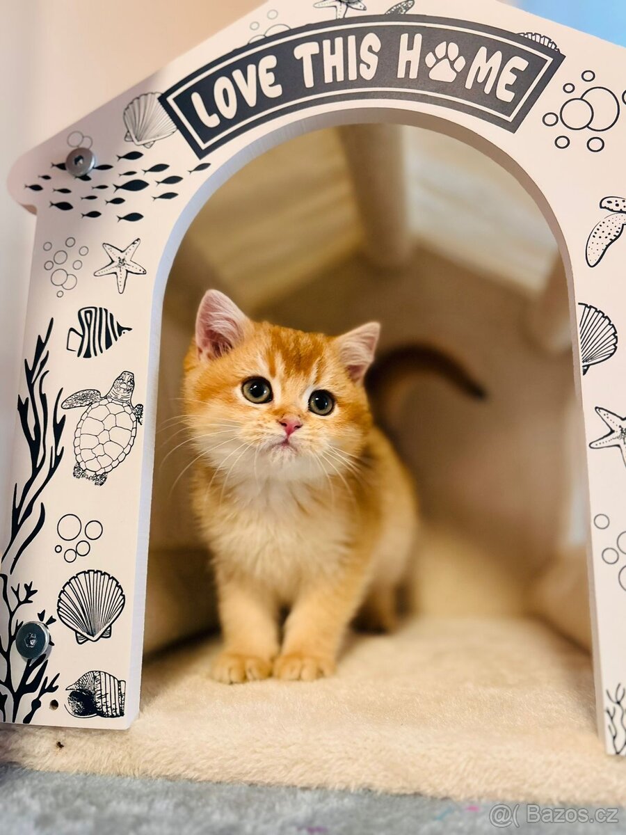 Luxusní britská golden koťátka, s PP pro chov k odbery hned - 8