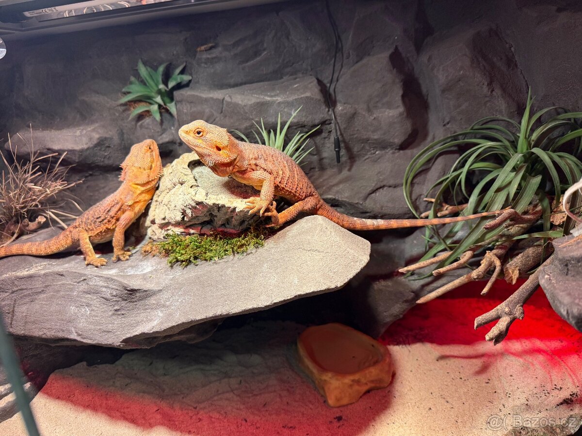 Agama vousatá dvě samičky k prodeji - 8