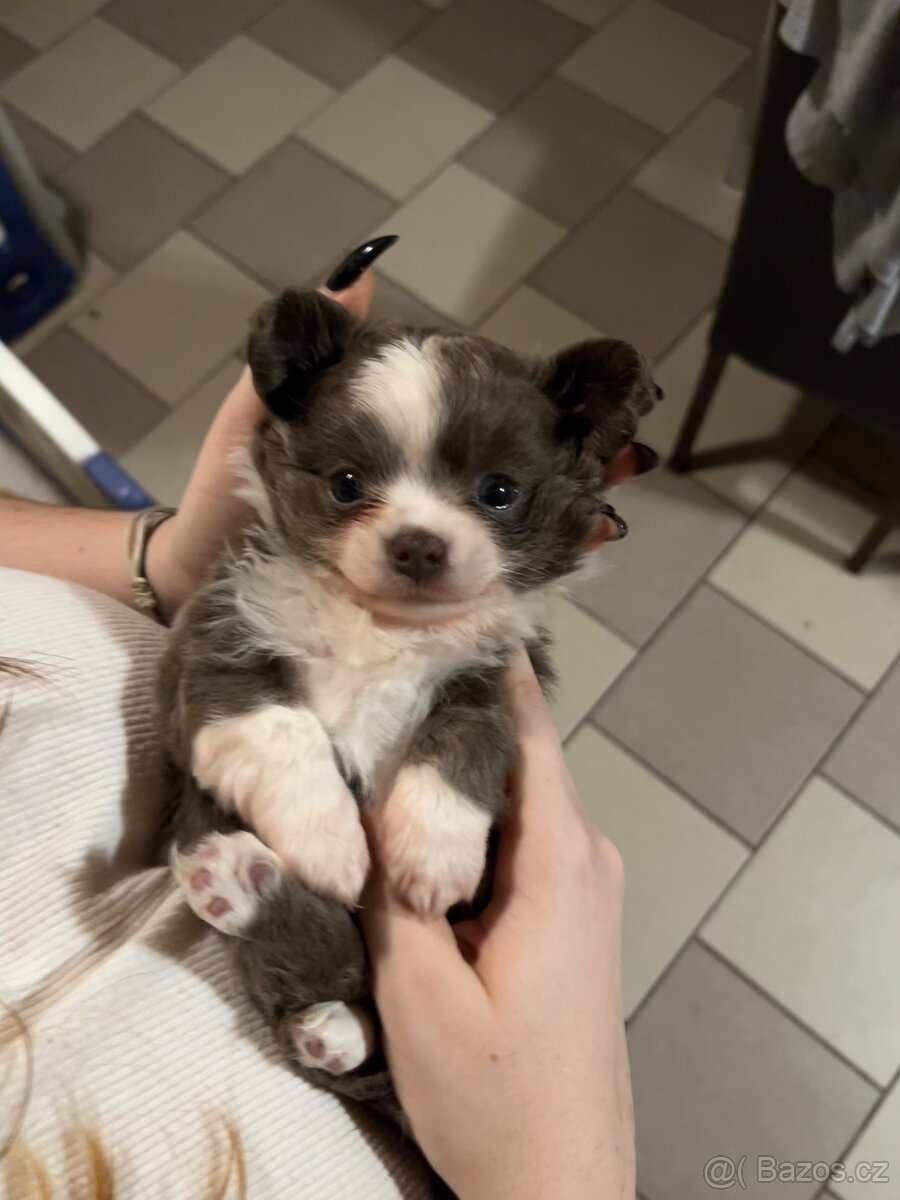 2x dlouhosrstý pejsek s PP FCI, čivava - 8