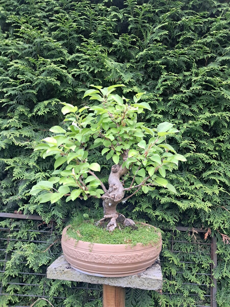 Bonsaj, bonsai - 8