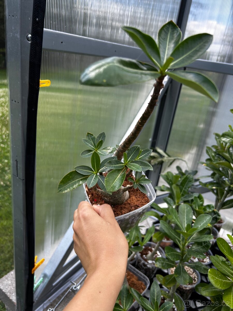 Adenium arabicum - 8