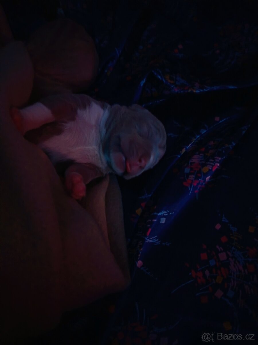 American Bully pocket - 8