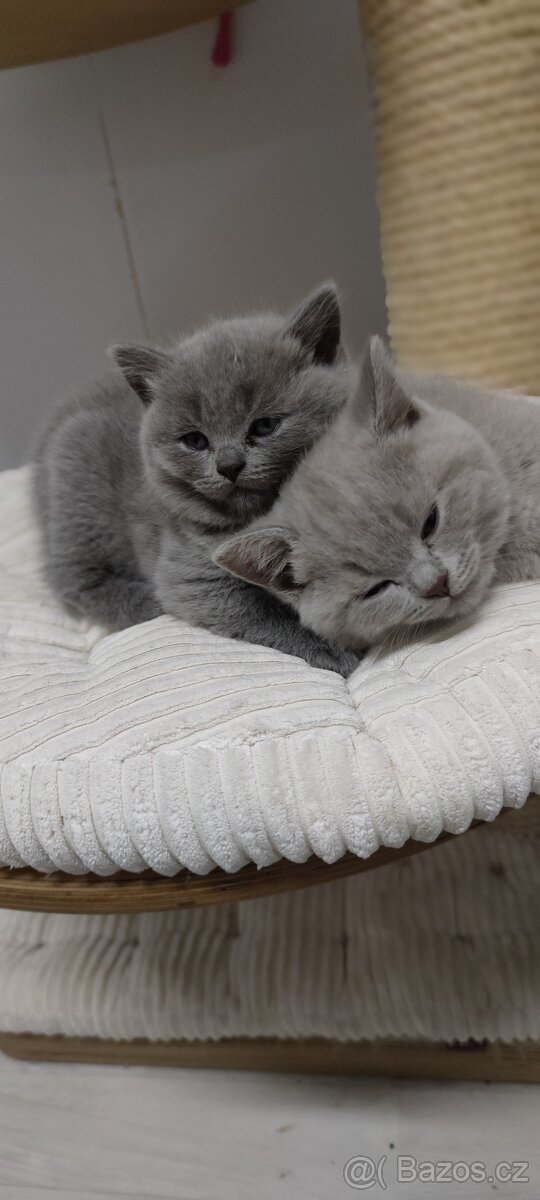 NABÍZÍM BRITSKÉ MODRÉ KOCOURKY NA PROSINEC - 8