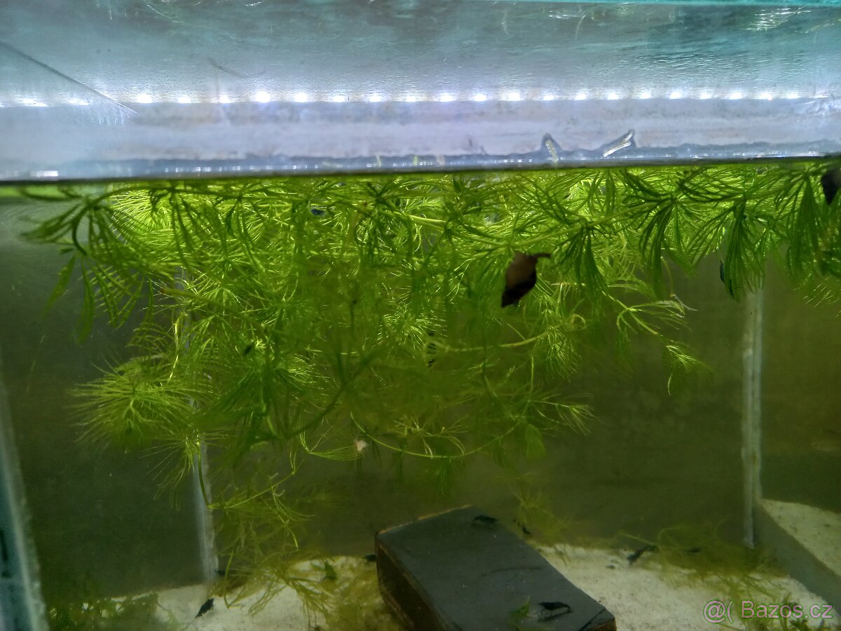 Akvarijní rostliny - 8
